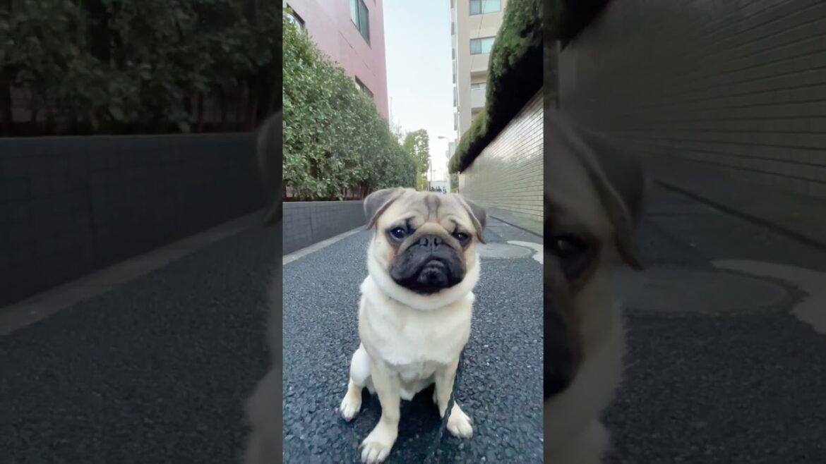 [パグ]ﾆｷﾋﾞできた🐶 正月食べ過ぎだね😅 (dog suffering from acne) #shorts #口ニキビ