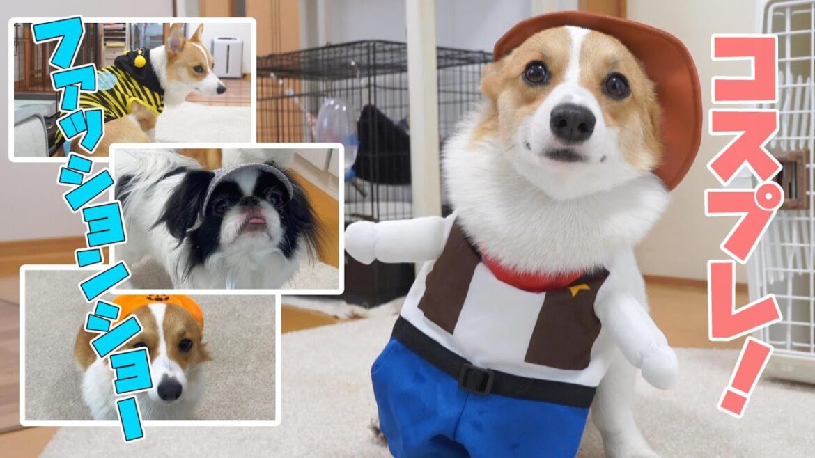 【コーギー子犬のファッションショー】ライオンのコスプレで荒ぶるコーギー子犬がこちらです 【コーギー子犬のファッションショー】ライオンのコスプレで荒ぶるコーギー子犬がこちらです