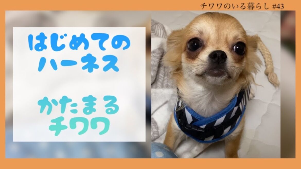 ロングコートチワワの子犬に初めてハーネス付けてみた【チワワのいる暮らし #43】