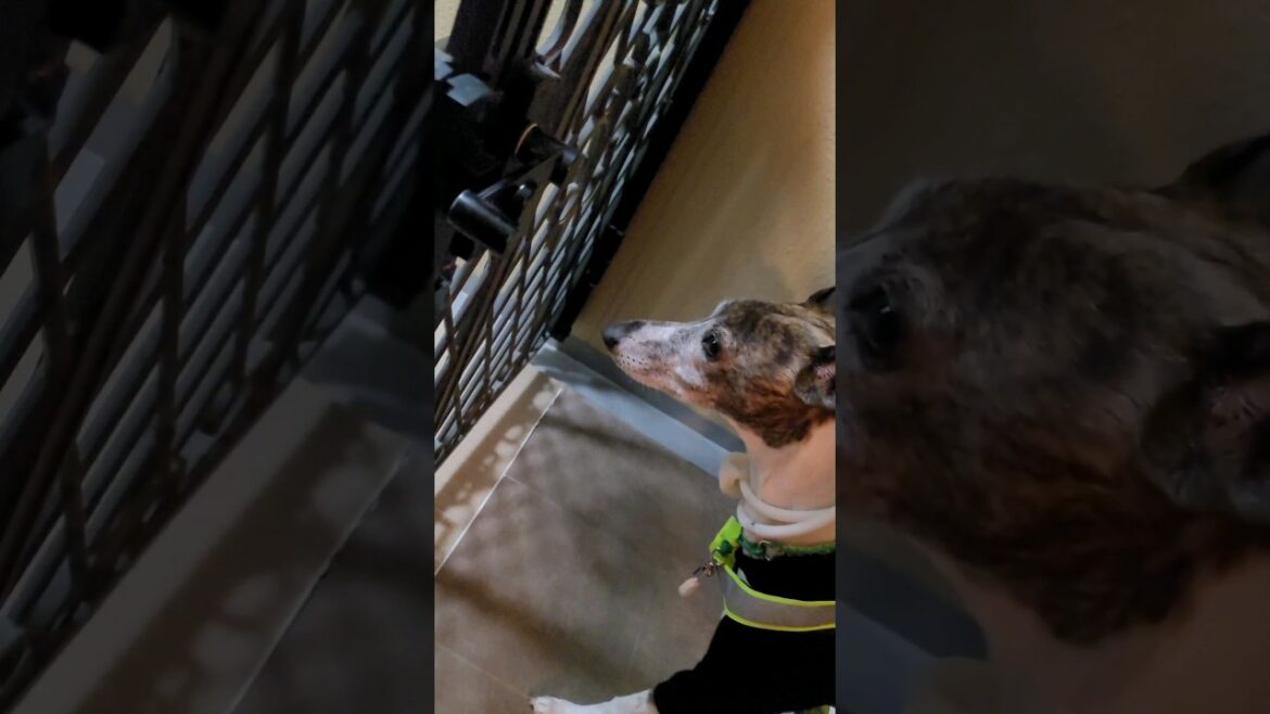 【G-WALK】閃光のウィペット。【WHIPPET DOG KAITO】