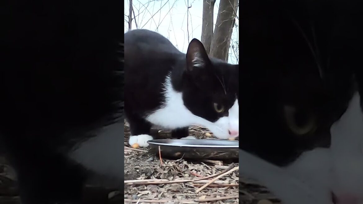 茶猫とハチワレ猫が美味しそうに食べた。Brown cat and Hachiware cat ate deliciously.  Vol.544 茶猫とハチワレ猫が美味しそうに食べた。Brown cat and Hachiware cat ate deliciously.  Vol.544