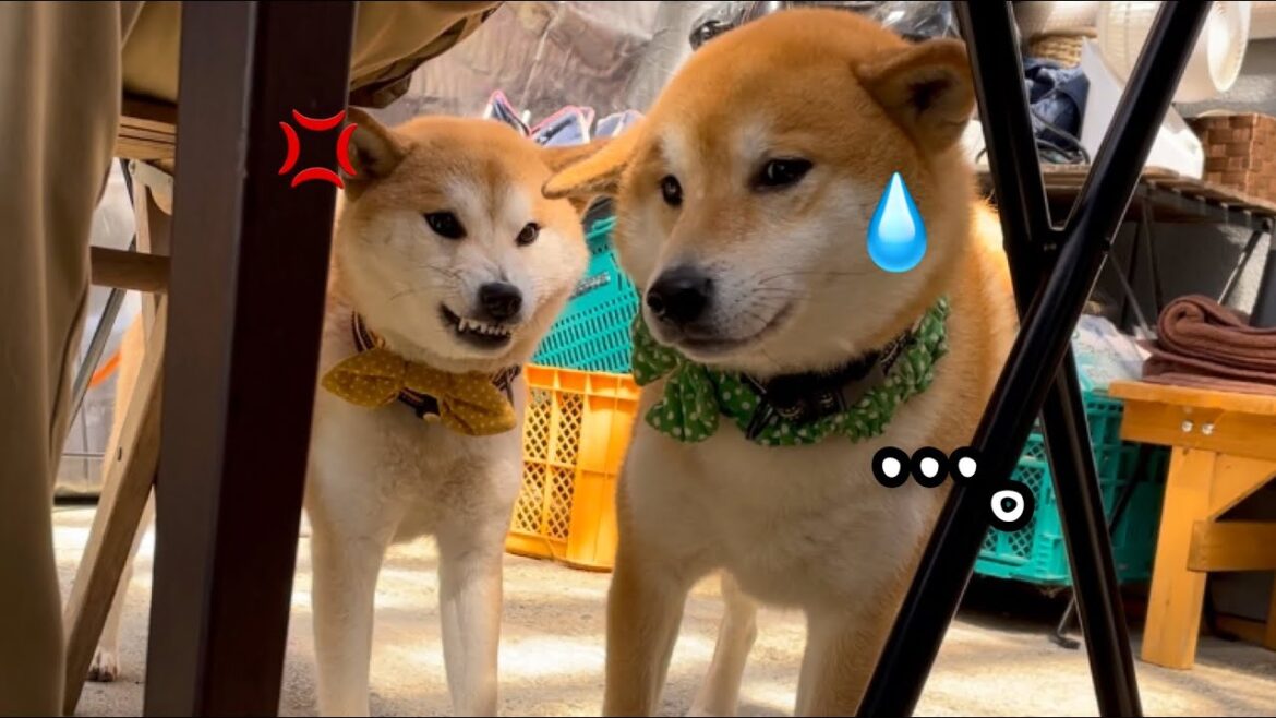 柴犬8匹集合したら弟に文句言ってる柴犬いたw