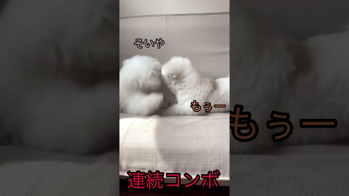 連続コンボバトル＃shorts #short  #ビションフリーゼ
