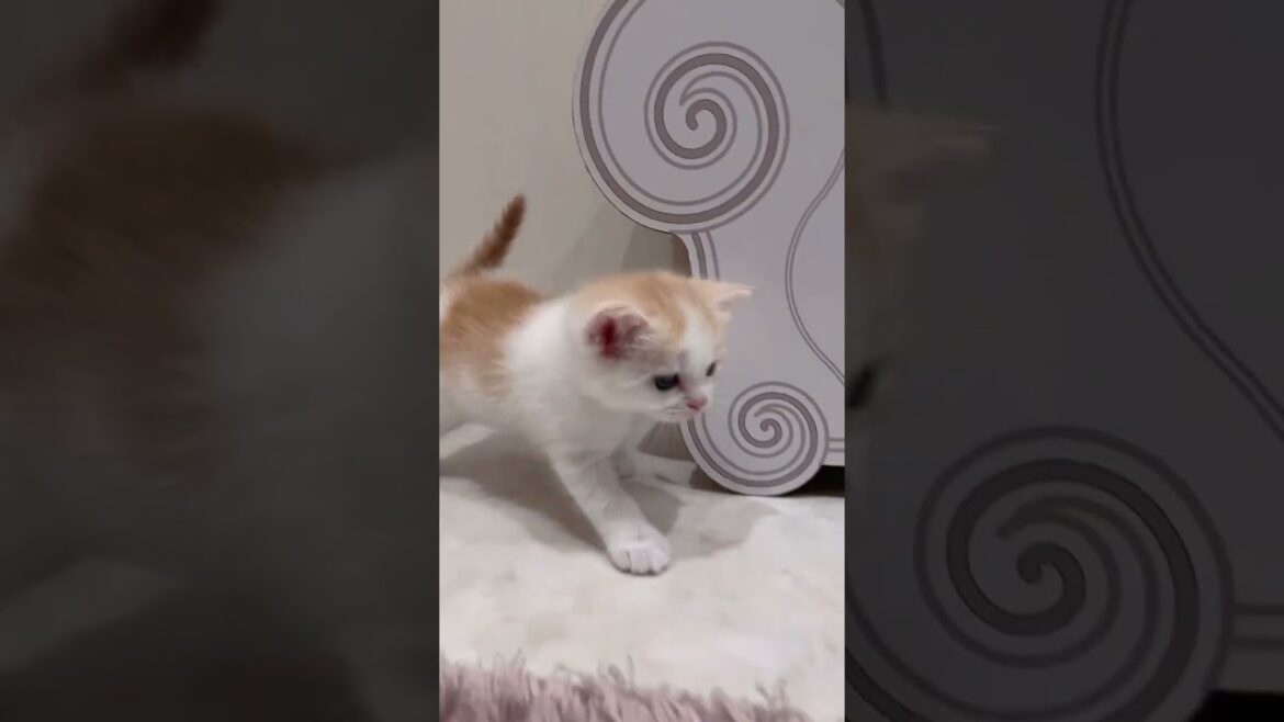 【今日もふ】ちょっと性格天然系！？長足マンチカン男の子【2023年2月8日】