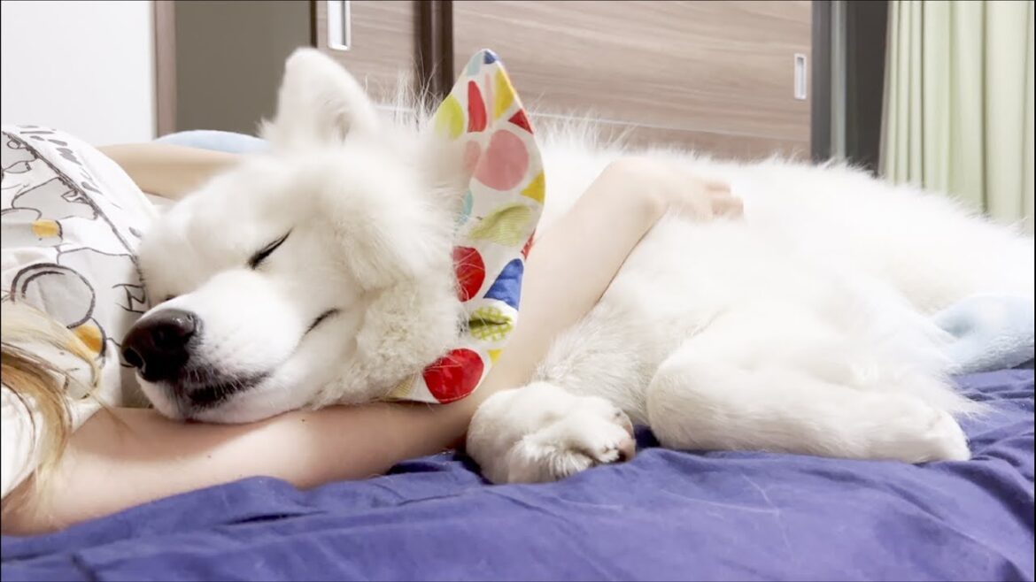寝る時はいつも大好きなママと添い寝をする甘えん坊な犬【サモエド】