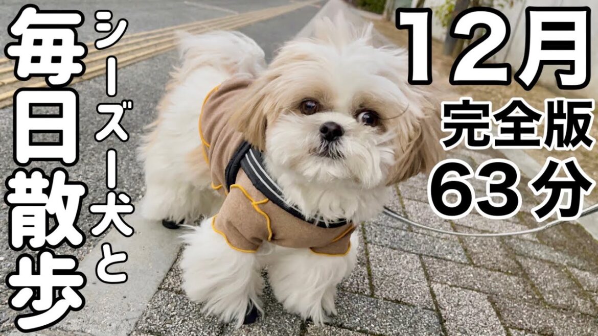 【ルーティン】もふもふ可愛いシーズー犬と毎日お散歩（2022.12月完全版）/ Shih Tzu takes a walk every morning in December.