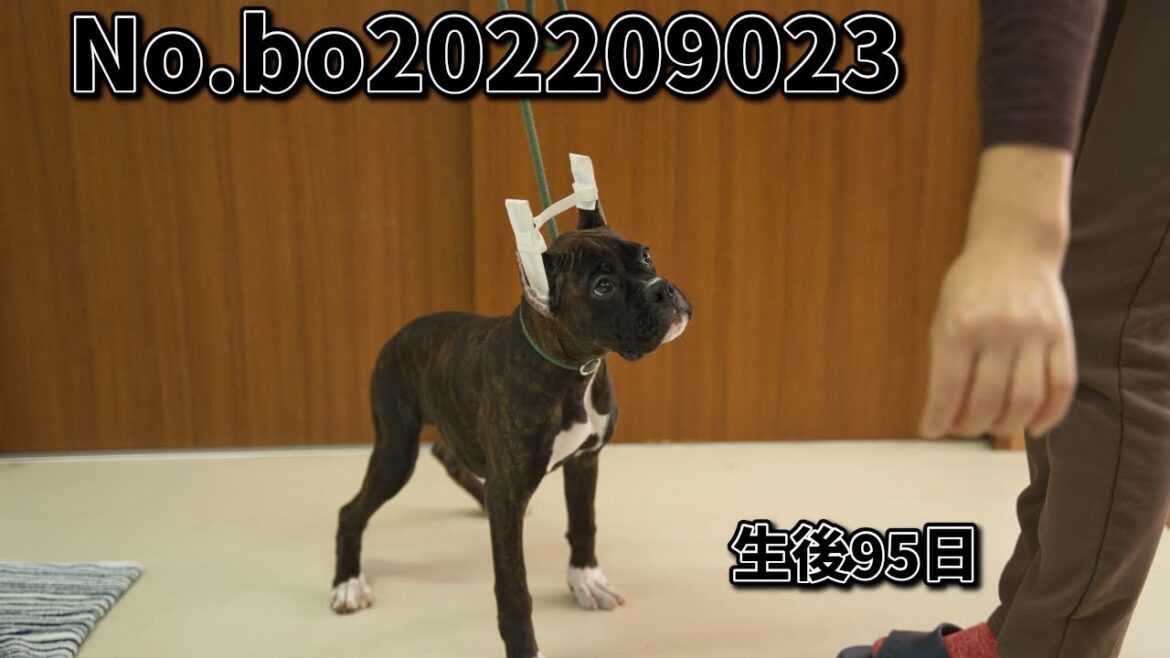 ボクサー犬の子犬販売 No.bo202209023 静岡県浜松市のブリーダー 2022年9月2日生 12月6日現在
