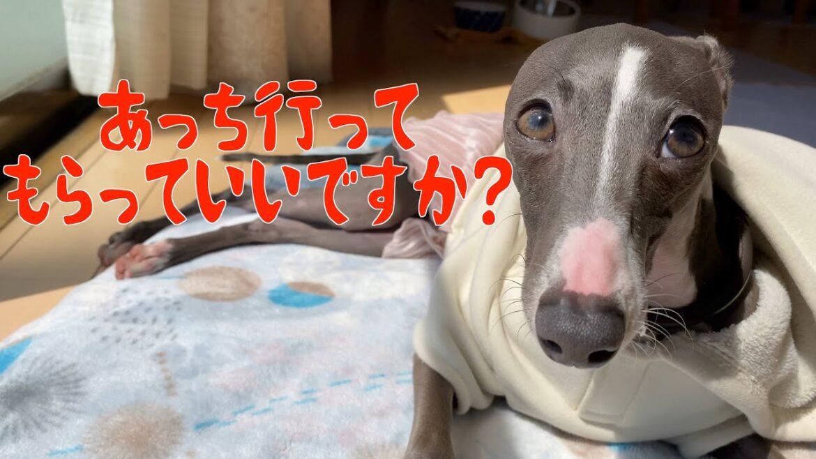 犬の日向ぼっこを邪魔してみた。【イタリアングレーハウンド】
