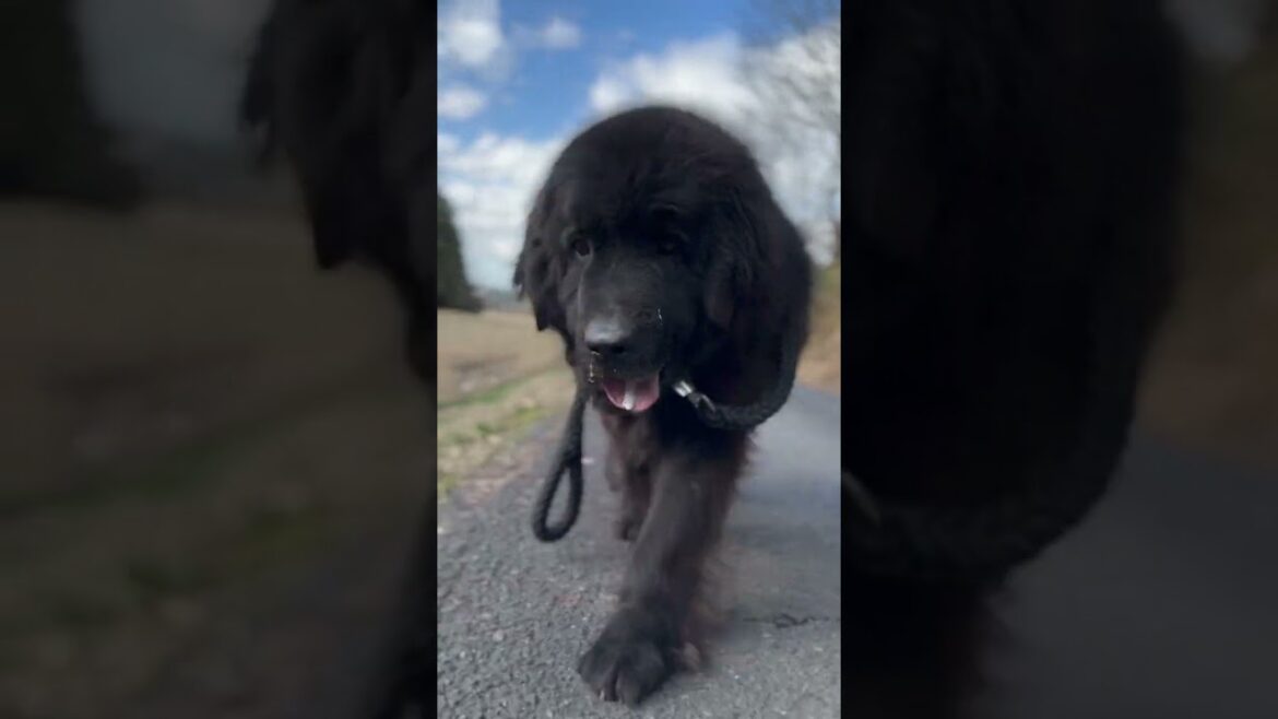 森のニューファンドランド ボス君 お散歩ฅ🐾 超大型犬 大型犬 グレートデーン 保護猫 キジトラ サバトラ 多頭飼育 動物好き 渡辺ボス 犬好き 猫好き