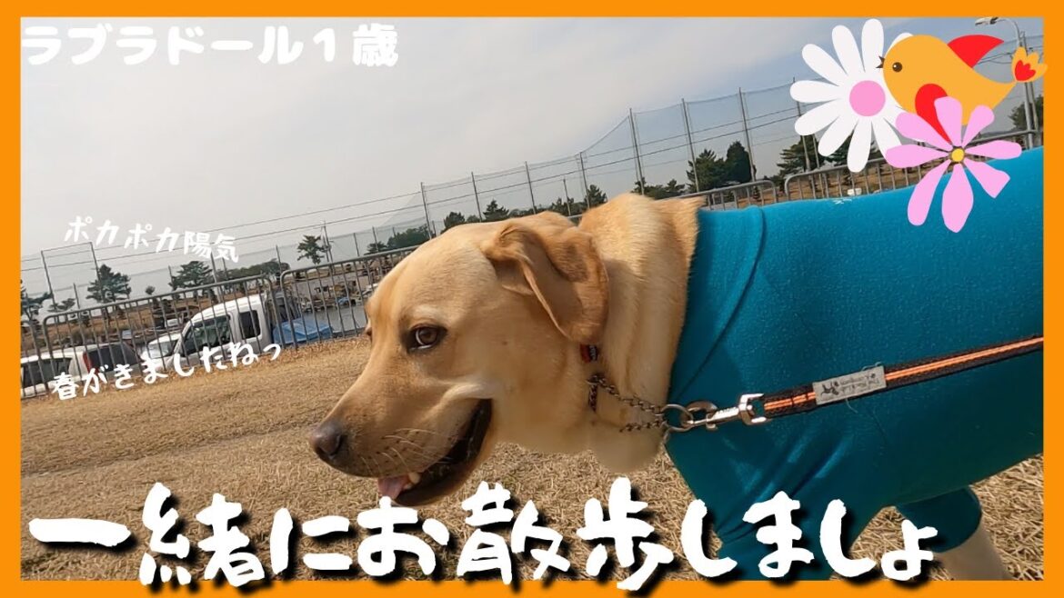 【ラブラドールレトリーバー】大型犬１歳　ポカポカ陽気　一緒にお散歩しましょ！