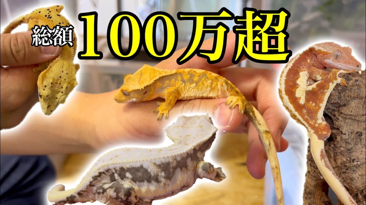 ブリーダー兼YouTuberのこだわりクレスがやばすぎた