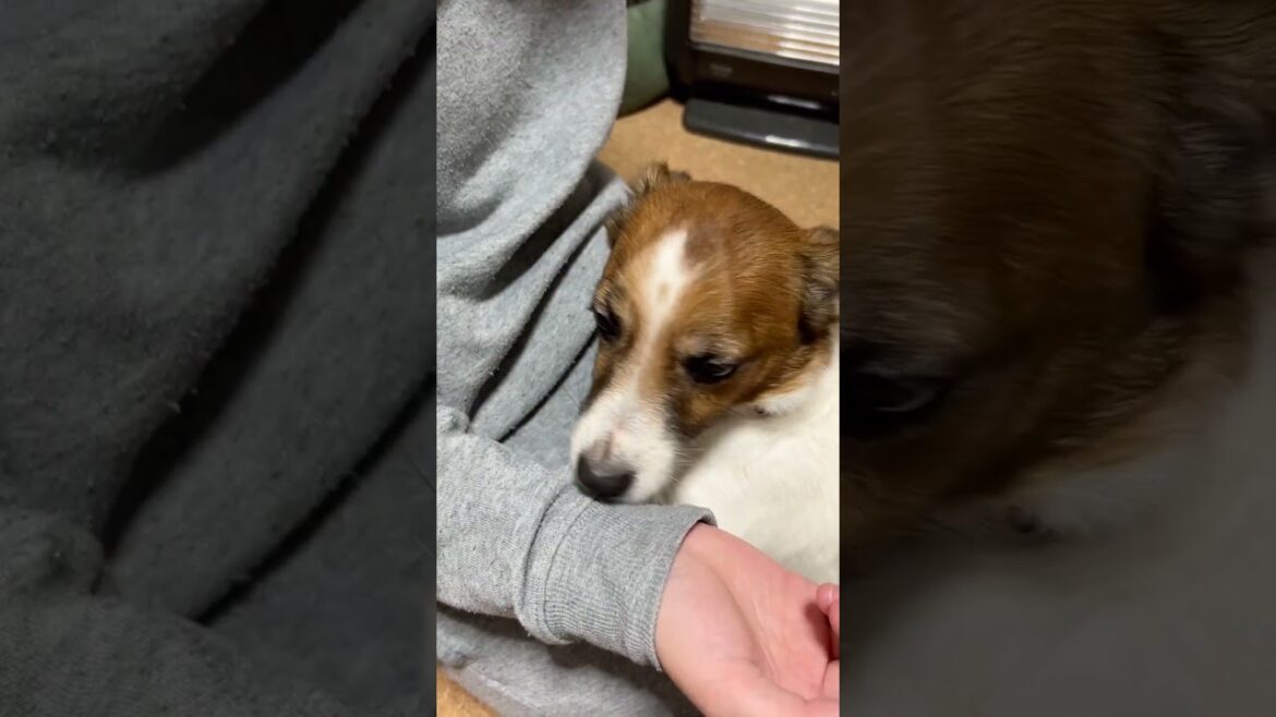 お姉ちゃんに甘える犬。ジャックラッセルテリアのさくら。#Shorts