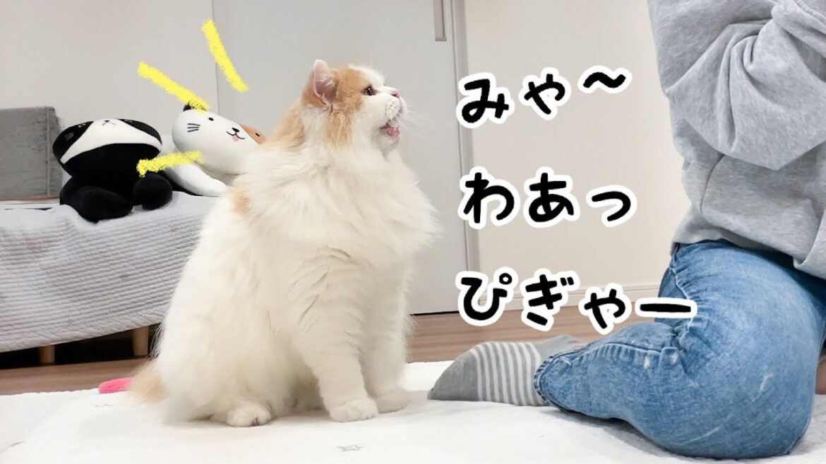 「一緒に寝よう！」と一生懸命話しかけてくる猫が可愛すぎた...
