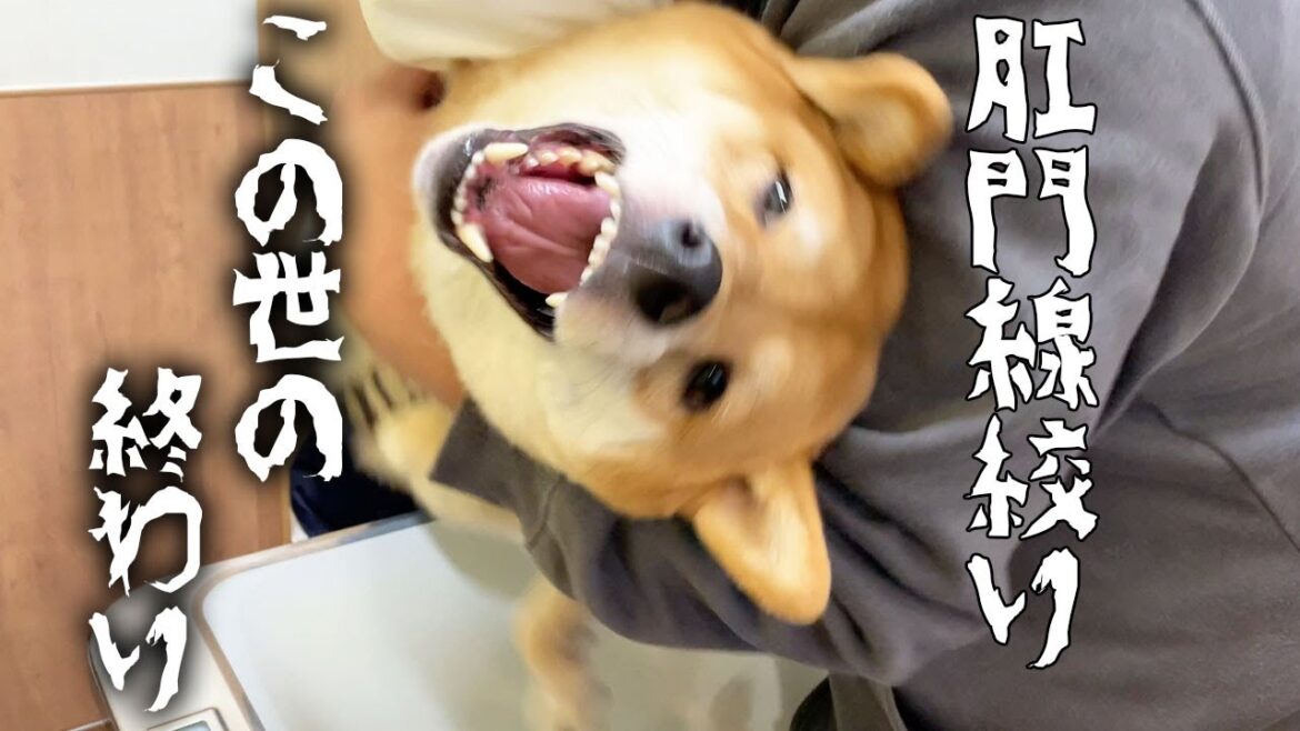 肛門線絞りに絶叫する柴犬