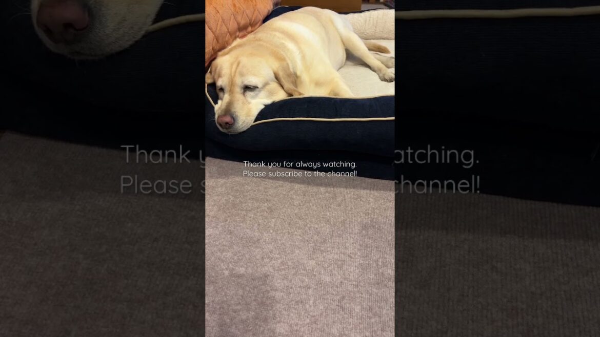 人間のストレスを全て吸収してくれるラブラドール・レトリーバー #shorts #癒し #dog #labradorretriever