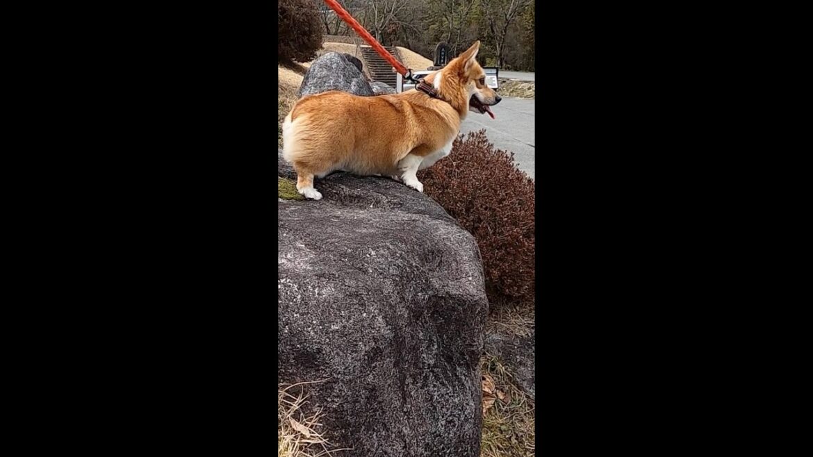 そこを下りるのかコーギーさん / bold corgi #shorts