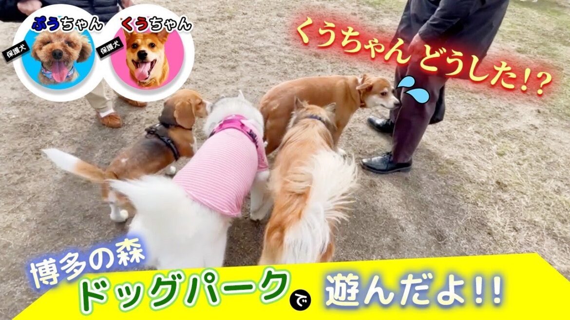 【ぷうくう】白水大池公園と博多の森ドッグランに行ってきた♪【後編】