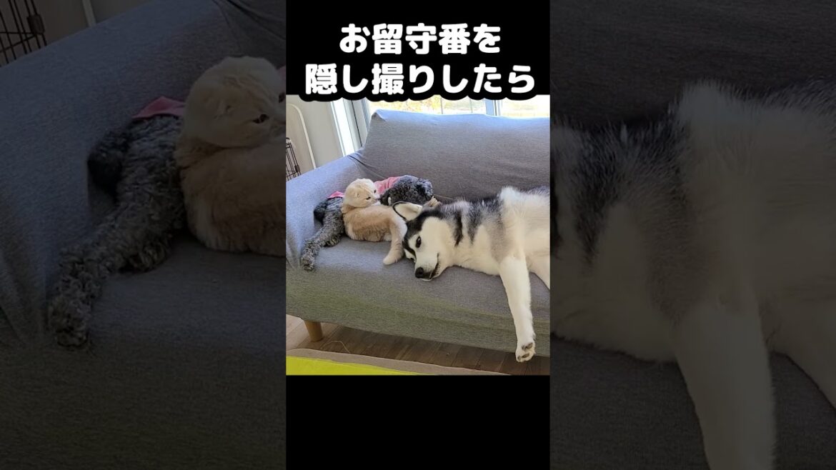 猫と犬のお留守番を隠し撮りしたら可愛すぎた...#猫 #犬