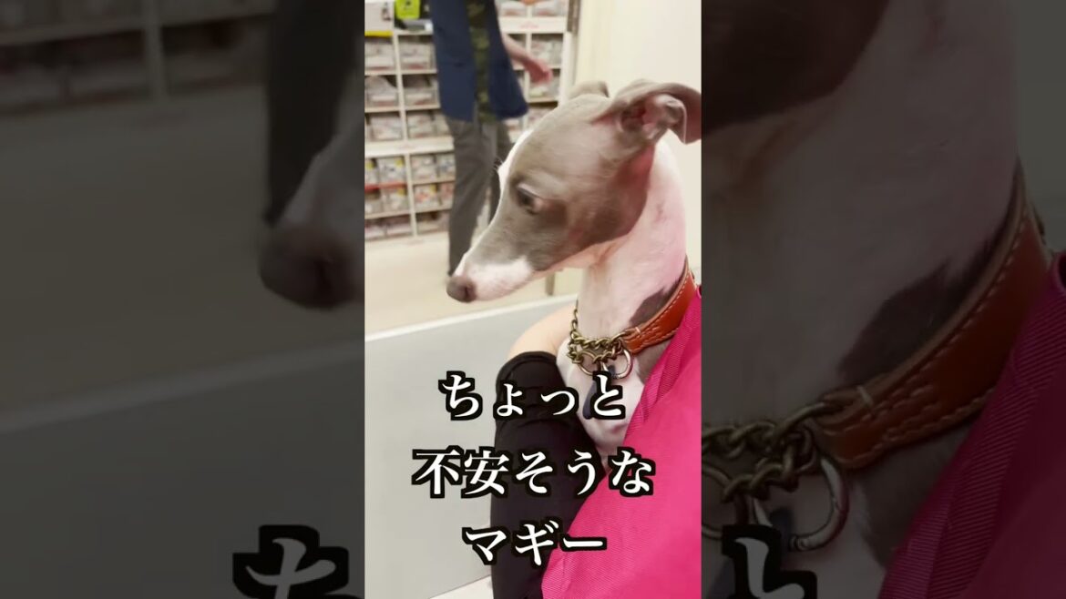 動物病院で混合ワクチンを打ちに行ったら#Shorts 【イタグレ】