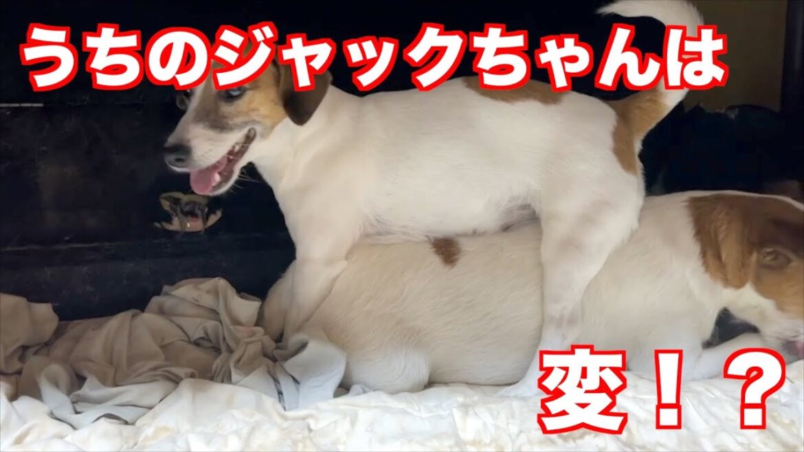 【ジャックラッセルテリア】うちのジャックちゃんが変なんです！！奇怪な行動をするおばあちゃん動物癒し動画「にくきゅう」