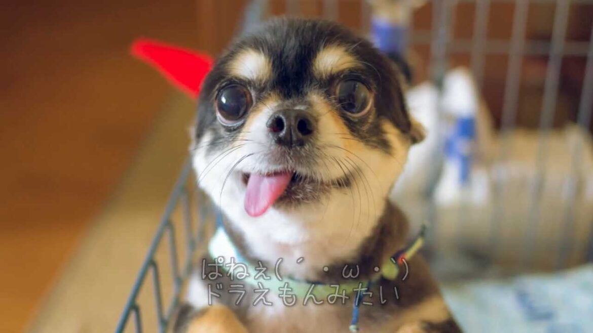 ロングコートチワワの毛を刈ってみたら・・・