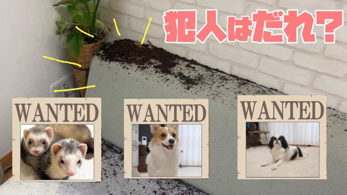 【コーギー大惨事！】やられたぁ！家中を土だらけにした犯人は誰でしょう・・・？