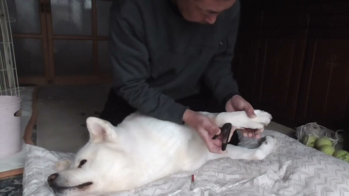 【秋田犬ゆうき】爪切りで気持ち良くなっていたら飼い主の腰が早々に限界となり終了する【akita dog】