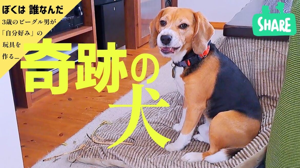 ビーグル犬　思い切ったおもちゃを作る！