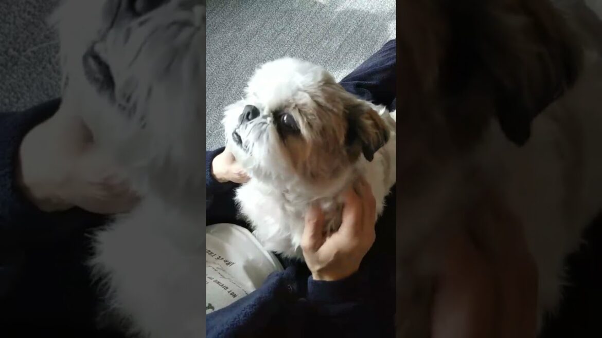 シーズー／父のマッサージを受けるフッちゃん Shih Tzu / Fu-chan receiving a dad's massage #shorts