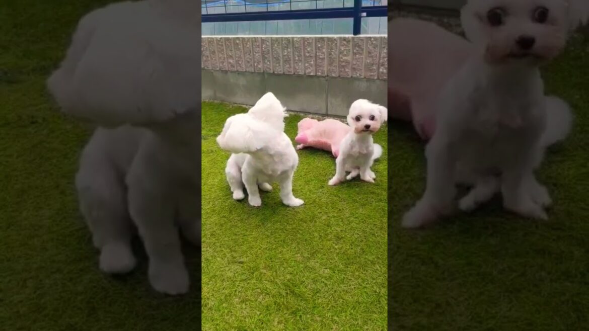 台風14号と保護犬マルチーズ　typhoon＆maltese in japan #shorts