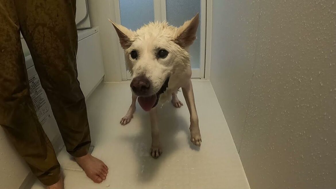 15歳紀州犬レンをシャンプーしたらこんな感じです