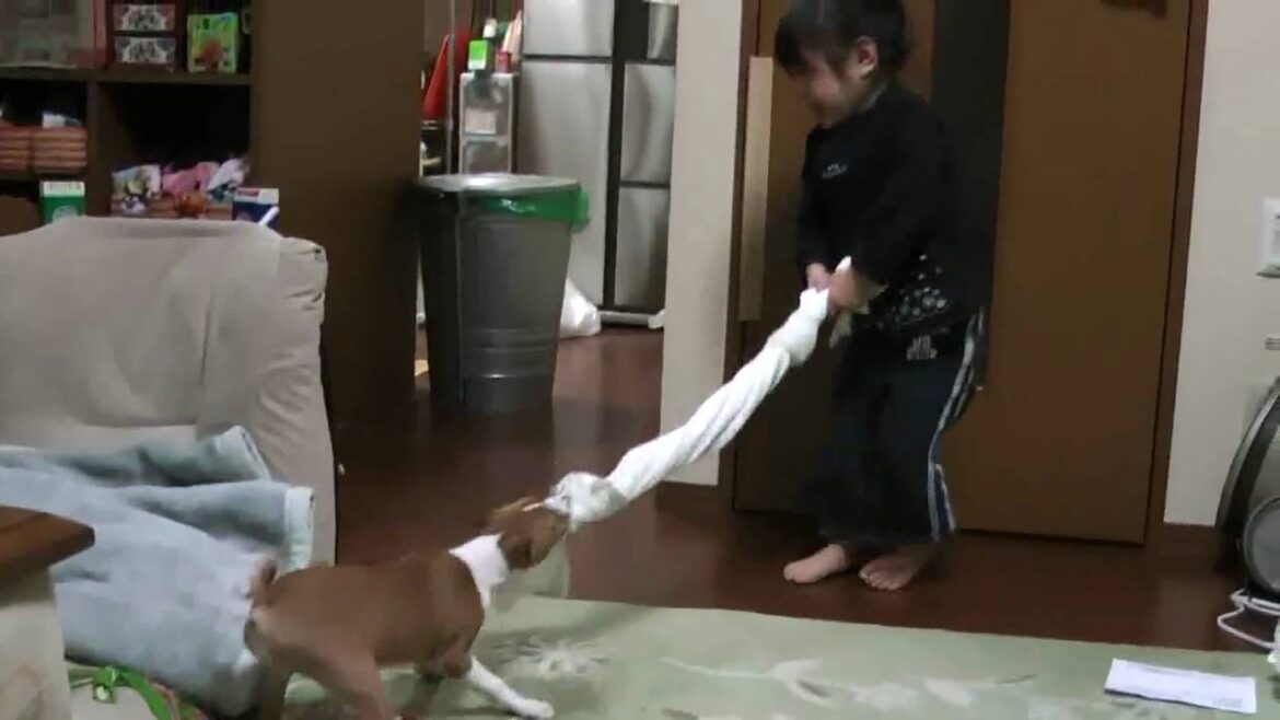 バセンジーの子犬と綱引き　The girls have a tug of war and Basenji puppy.