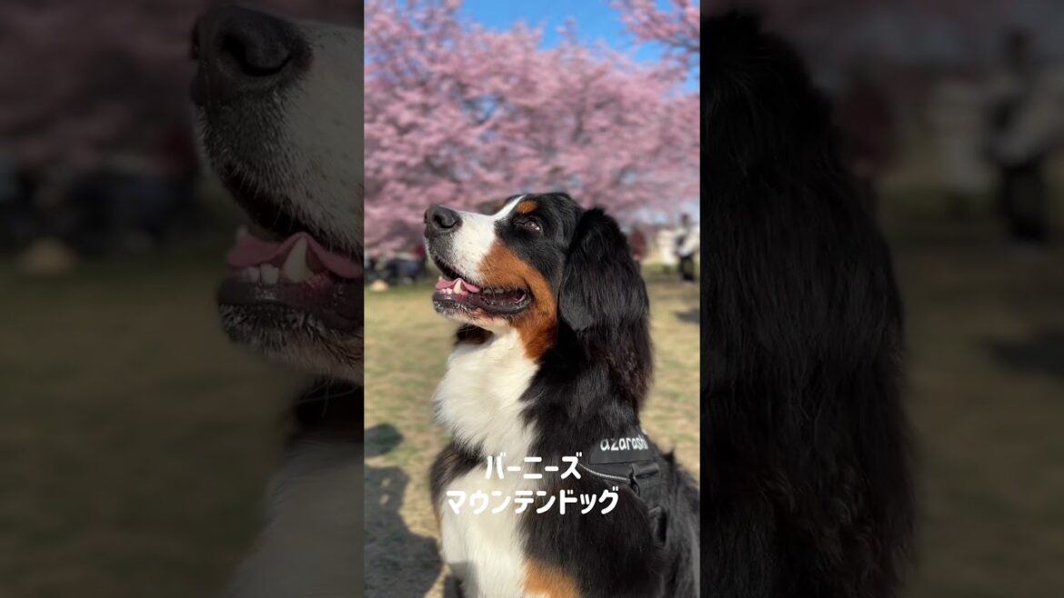 はじめてのお花見をするバーニーズマウンテンドッグ