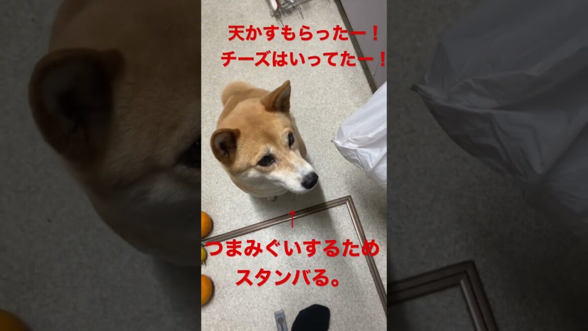 レンコンチーズ天ぷら