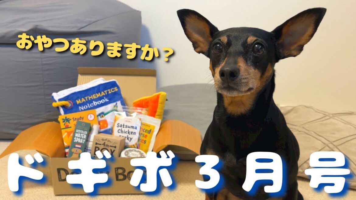 【性格の違い】１箱のドギボを2匹で開けたらいつもより何倍も楽しい開封になりましたｗ【ミニピン】