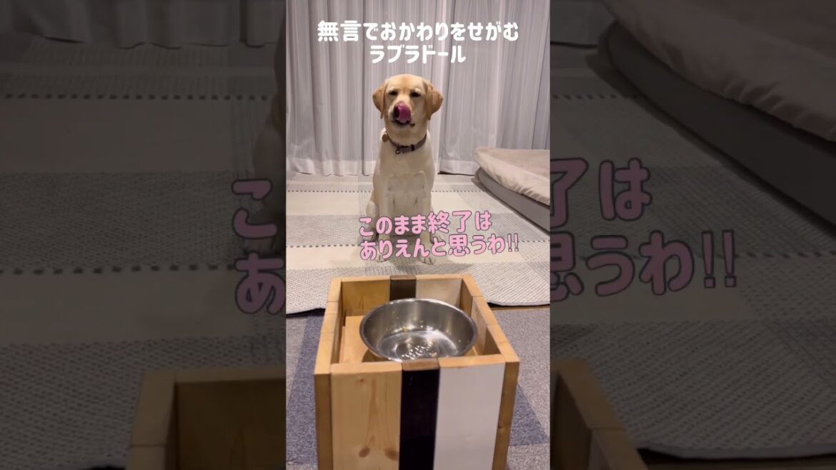 無言でおかわりをせがむラブラドールレトリバー#shorts #labradorretriever #大型犬
