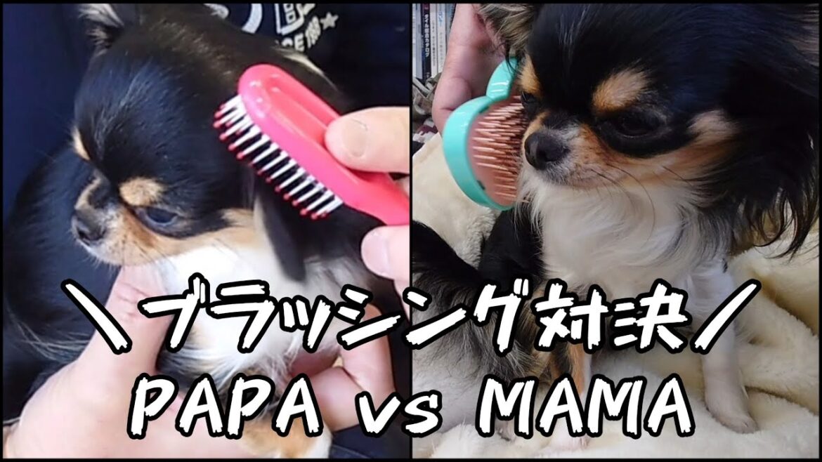 PAPAとMAMAのブラッシング対決！【ロングコートチワワ】