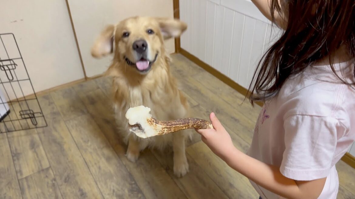 時間制限のある中、如何に楽しむかが愛犬の使命