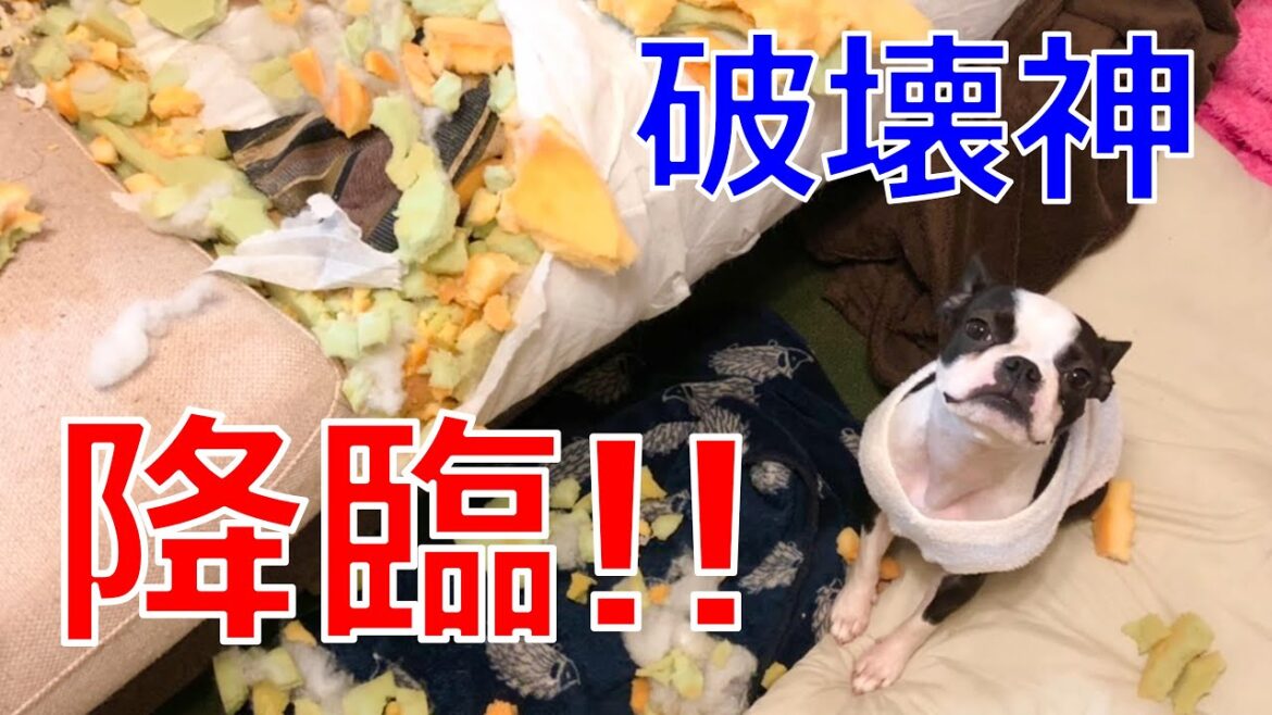 【衝撃】かわいい破壊神にソファーとベッドを壊されたので新しく買い替えました(泣) 【衝撃】かわいい破壊神にソファーとベッドを壊されたので新しく買い替えました(泣)
