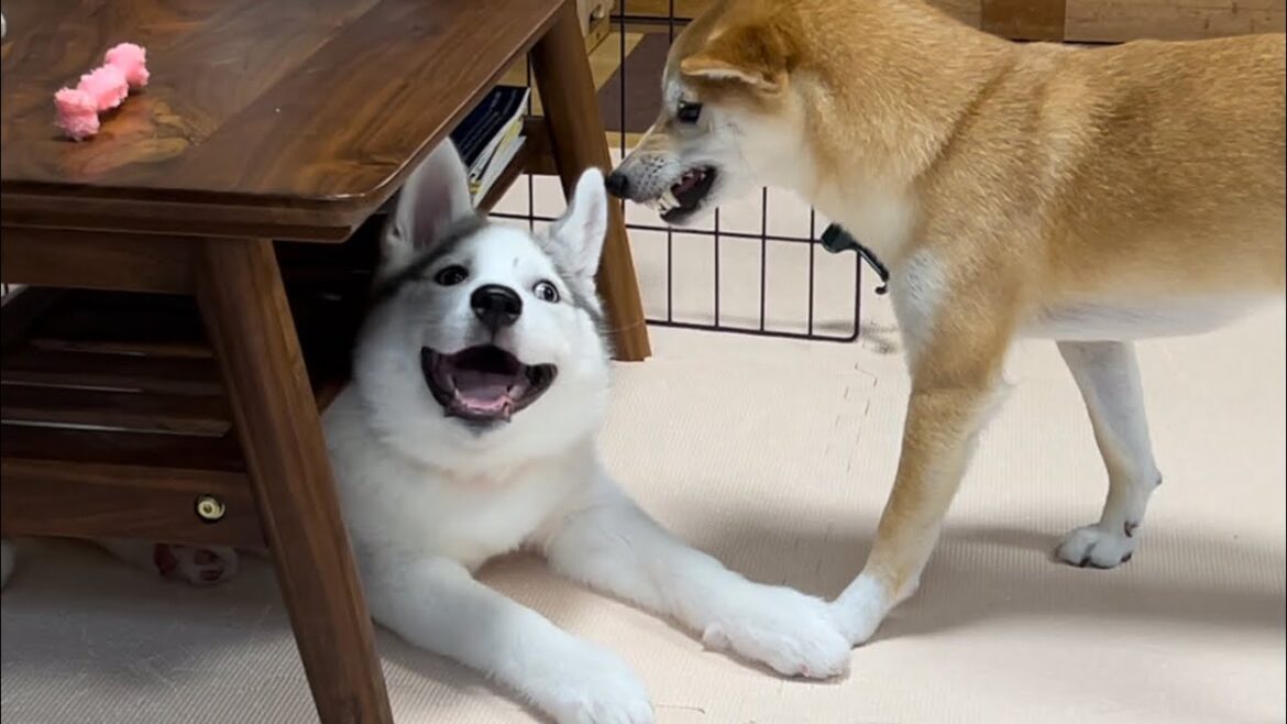 机の下から柴犬を煽り続けた結果ブチギレられるシベリアンハスキーの子犬