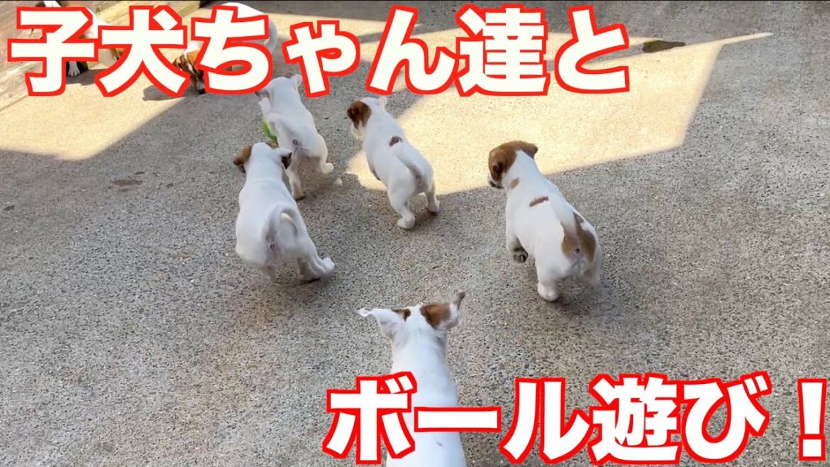 【ジャックラッセルテリア】ジャックの子犬ちゃんとボール投げ遊びでボールと追いかけっこ！動物癒し動画「にくきゅう」