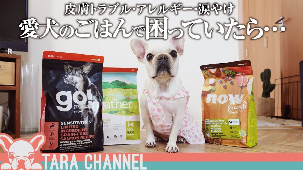 【ドッグフード選び】愛犬のご飯は結局どこのがいいの？迷ったらコレ【フレンチブルドッグ】