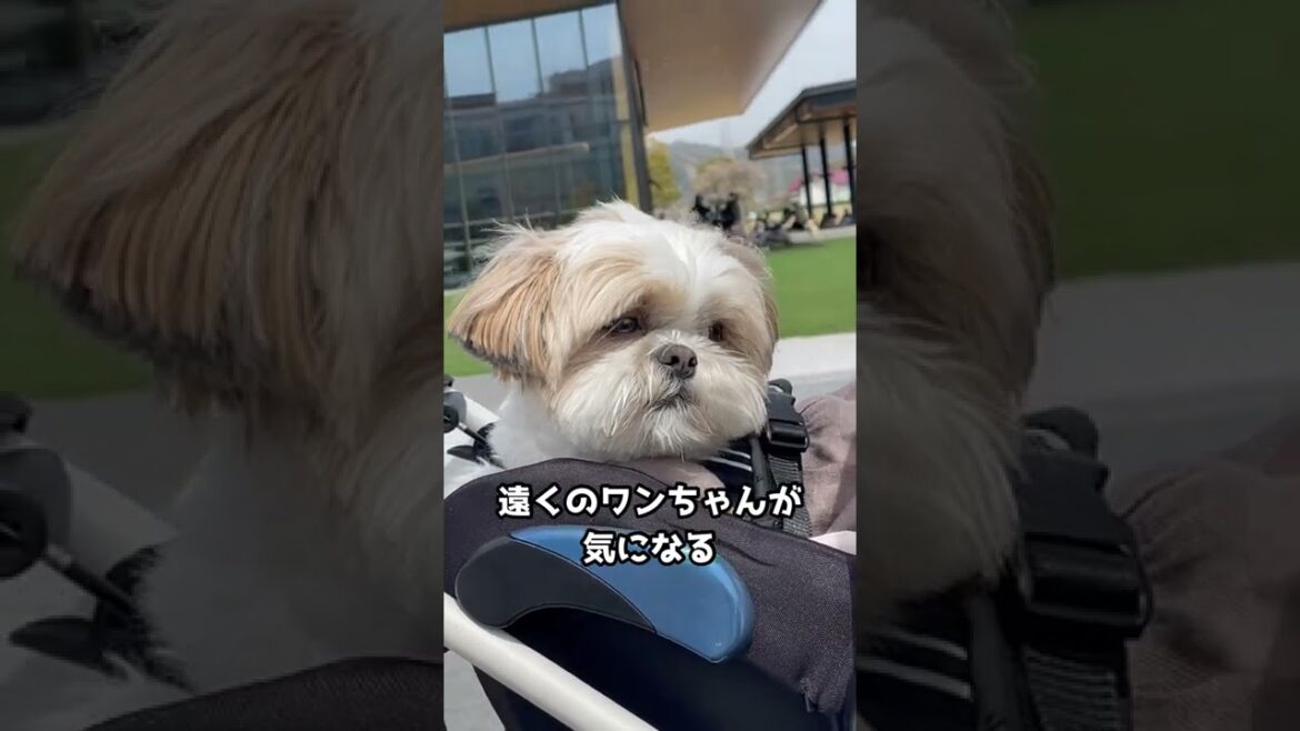 【シーズー犬/はに丸】愛犬をカートに乗せるとこうなります・・・ #shorts