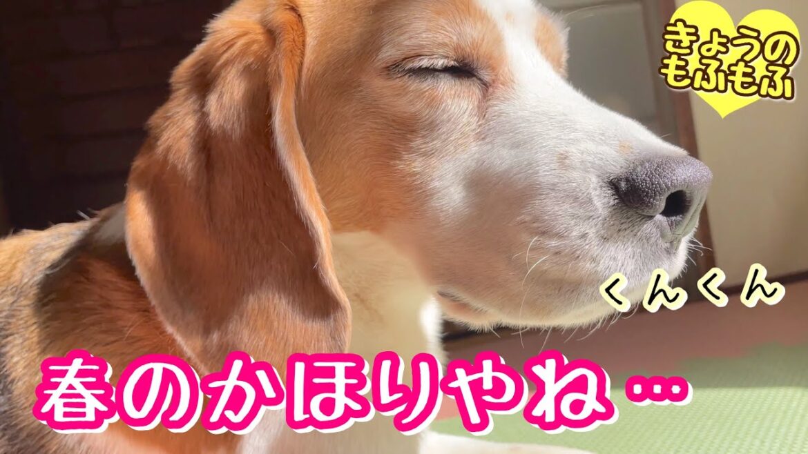 春のぽかぽか日差しを感じる癒しの犬と猫【ビーグルさつきとシニア猫】