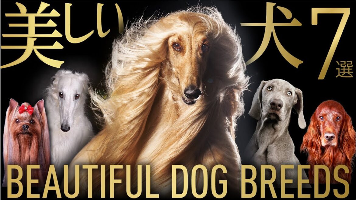思わず一目惚れする 美しい犬種 7選