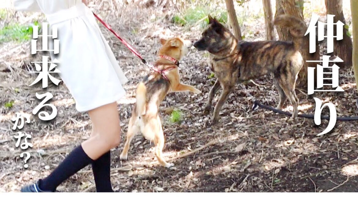 ガチ喧嘩から久々の交流!果たして仲良くできるか?【甲斐犬・柴犬】 ガチ喧嘩から久々の交流!果たして仲良くできるか?【甲斐犬・柴犬】