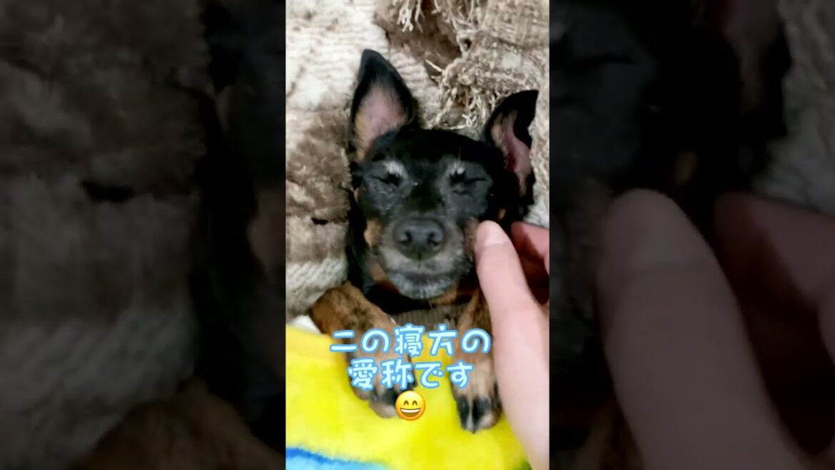 ミニピン疲れて爆睡★寝方がかわいいです★