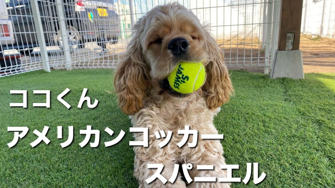 アメリカンコッカースパニエル　ココくん【American cocker spaniel】