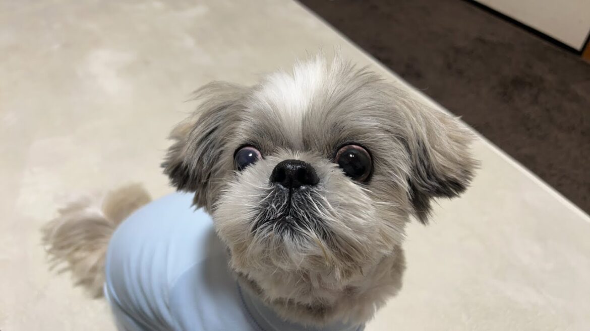 今日のちん