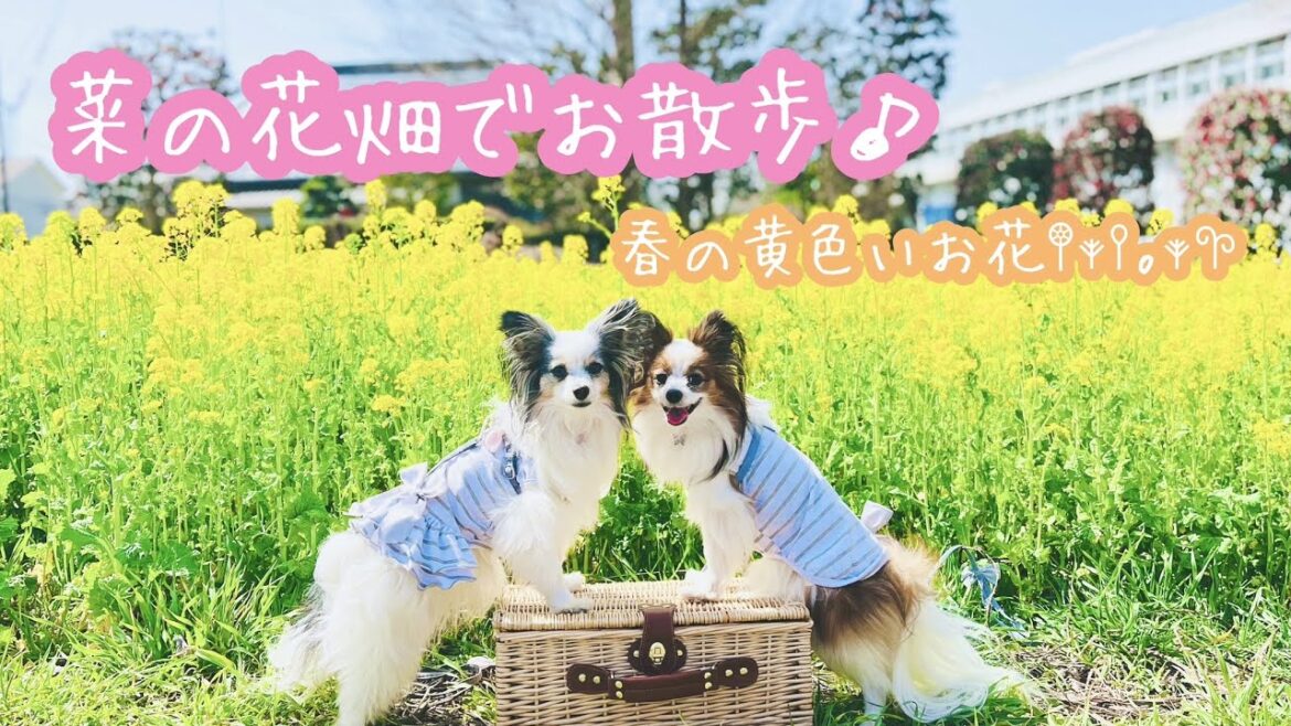 【菜の花畑】春の黄色いお花と記念撮影！！ #パピヨン #papillon #川和町駅 #菜の花畑 ＃ミモザ #ミモザフェスタ #ラチッタデッラ #チネチッタ